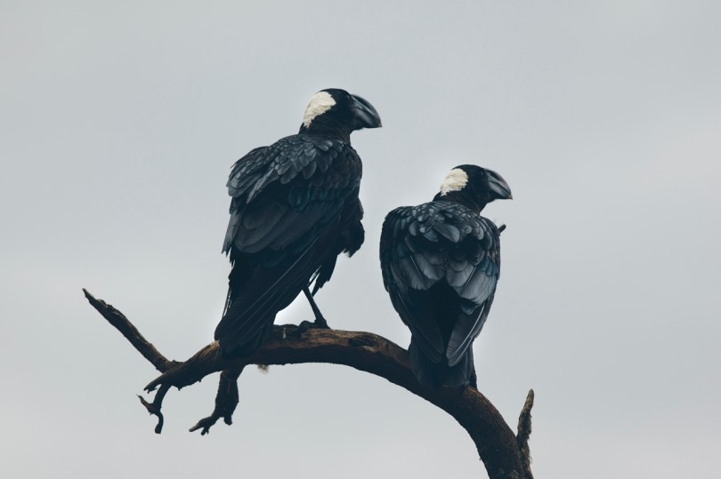 Pair of thick-billed ravens in the Simien Mountains National Park, Ethiopia