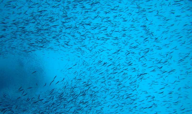 Rachel Morrison, Scripps Institute, Hannah Spyksma, Impolitikal