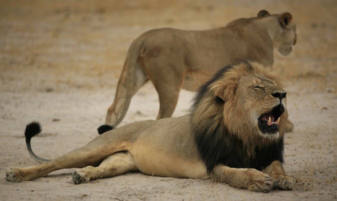 Cecil the lion, killed, Emily Kennedy for Impolitikal